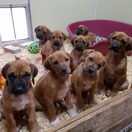 Rhodesian Ridgeback Puppies from Lyonnese Rhodesian RIDGEBACKS