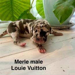 Louie Vuitton - Merle male Great Dane puppy in Aldie, Virginia from High Point Mountain Danes