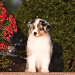 Australian Shepherd Puppies from Paramount Aussies