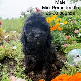 Boy 3 - Phantom male Bernedoodle puppy in Montrose, Michigan from Livy’s Doodles