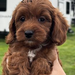 Boy 2 - male Goldendoodle puppy in Arcadia, Florida from KnuDawn Goldendoodles