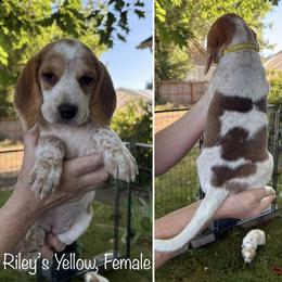 AVAILABLE - Rileys Yellow - Black tan and redtick female Beagle puppy in Brownsville, Oregon from Beagles on the Run