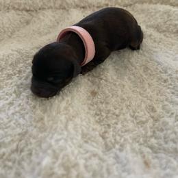 Pink collar - Black female Poodle puppy in Bakersfield, California from Pups and Paws Toy Poodles