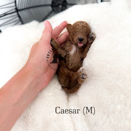 Caesar - Red  male Poodle puppy in Queen Creek, Arizona from Poised Poodles