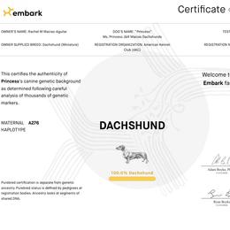 Princess - Dachshund