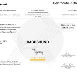 Princess - Dachshund