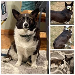 American Corgi and Pembroke Welsh Corgi All Grown Up from Canal Corgis
