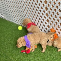 Goldendoodle and Russian Toy Puppies from Nesting Dolls Russian Toys