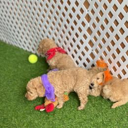 Goldendoodle and Russian Toy Puppies from Nesting Dolls Russian Toys