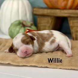 Willie - Blenheim male Cavalier King Charles Spaniel puppy in El Campo, Texas from Longhorn Cavaliers