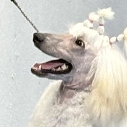 Poodles from Twindo Poodles