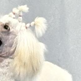Poodles from Twindo Poodles
