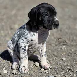 Benji - Black roan male German Shorthaired Pointer puppy in China Township, Michigan from Snell's Superior Kennel Dobermann & GSP