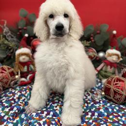 Boy 1 - White male Poodle puppy in Clark County, Nevada from My Pride Poodles & Japanese Chins