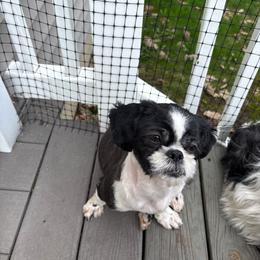 Panda - Shih Tzu