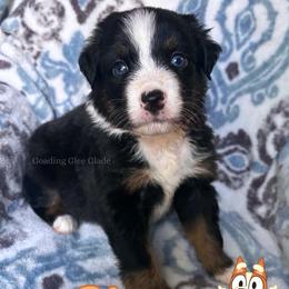 Bingo - Black tri female Miniature American Shepherd puppy in Millington, Tennessee from Goading Glee Glade