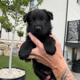 Yellow Female - Black female German Shepherd puppy in Saratoga Springs, Utah from Vom Stille Teufelshunde Kennels