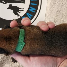 Boy 3 - Belgian Malinois puppy from By Your Side Canines