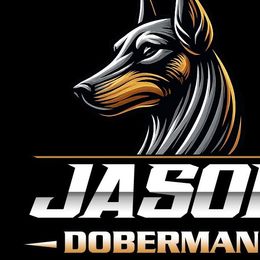 Doberman Pinschers from Jason Dobermans