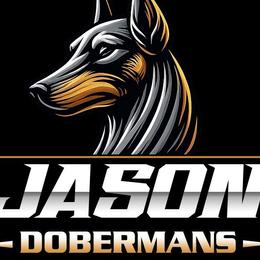 Doberman Pinschers from Jason Dobermans