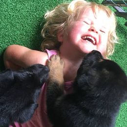 German Shepherd Puppies from Ransomshire Shepherds