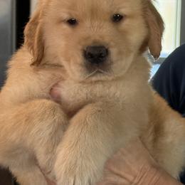 Girl 2 - Golden female Golden Retriever puppy in Denver, Colorado from Amore Doro’ N Marshell Golden’s