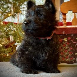 Miss pink - Brindle female Scottish Terrier puppy in Moyie Springs, Idaho from Avonlea Terriers