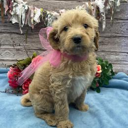 Lavender - Cream female Goldendoodle puppy in Lisbon, Ohio from Willow Lane Doodles