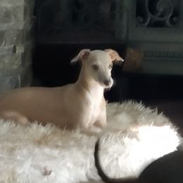 Izzie - Italian Greyhound