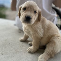 Golden Retriever Puppies from Castle Country Companions