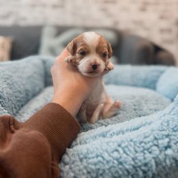 Champagne - Blenheim female Cavapoo puppy in Mayo, Florida from Kingston’s Cavaliers