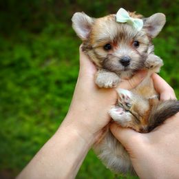 Companion Cross, Havanese, Mal-Shi, Maltese, Maltipoo, Morkie, and Shih Tzu Puppies from Seeking Shalom Acres Maltese, Maltipoos & Havamalts