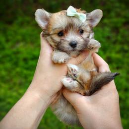 Companion Cross, Havanese, Mal-Shi, Maltese, Maltipoo, Morkie, and Shih Tzu Puppies from Seeking Shalom Acres Maltese, Maltipoos & Havamalts