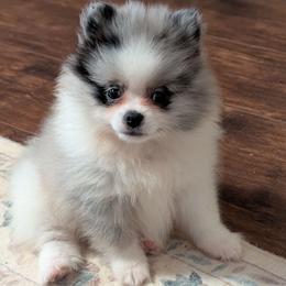 Carissa - Blue merle female Pomeranian puppy in Danielsville, Georgia from PassionatePomPoms