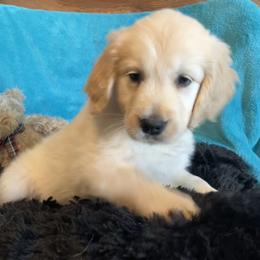Pearlie - Light golden female Golden Retriever puppy in Ennis, Texas from Amberidge Golden Retrievers