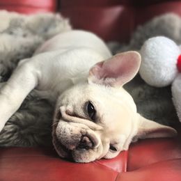 Chanel - French Bulldog