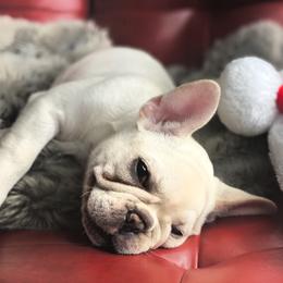Chanel - French Bulldog