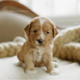 Pecan - Red  female Goldendoodle puppy in Hiddenite, North Carolina from Rose and Reid Doodles