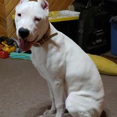 Dogo Argentino Puppies from Northern Legacy Dogos