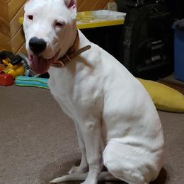 Dogo Argentino Puppies from Northern Legacy Dogos