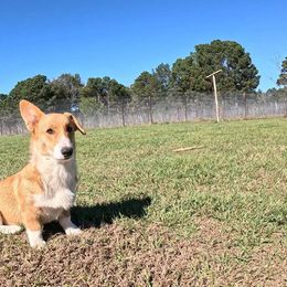 Massimo - Red Pembroke Welsh Corgi puppy in Texarkana, Arkansas from Episode Corgis