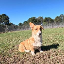 Massimo - Red Pembroke Welsh Corgi puppy in Texarkana, Arkansas from Episode Corgis