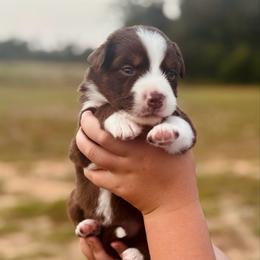 Sandy - Red tri-color female Australian Shepherd puppy in Uvalda, Georgia from Happy Ours Australian Shepherds