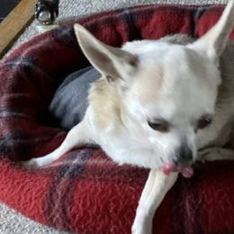Chihuahuas from Frey Chihuahua