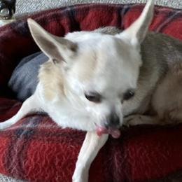 Chihuahuas from Frey Chihuahua