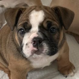 Bulldogs from Carinda's Bulldogs