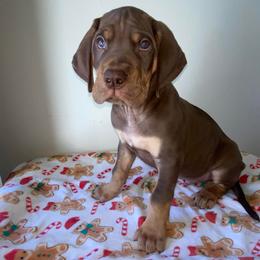 Harry - Chocolate male Great Dane puppy in Spartanburg, South Carolina from Pawlmetto Danes