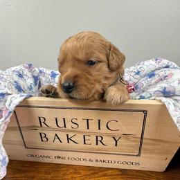 2nd pick girl - Golden female Golden Retriever puppy in Petaluma, California from Contango Goldens