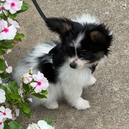 Tommy - White black and tan male Papillon puppy in Benton, Arkansas from Mama's Pride Poms and Paps