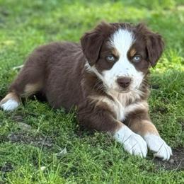 Brees (Biscuit Jr.) - Red tri-color male Australian Shepherd puppy in Ramona, California from Blue Moon Aussies